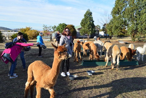 Alpaca Farm Tours With Toffeemont - Australia Accommodation 5
