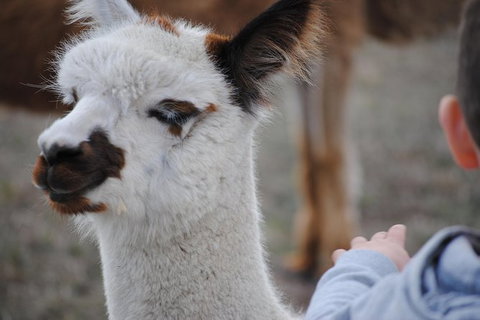 Alpaca Farm Tours With Toffeemont - Australia Accommodation 1