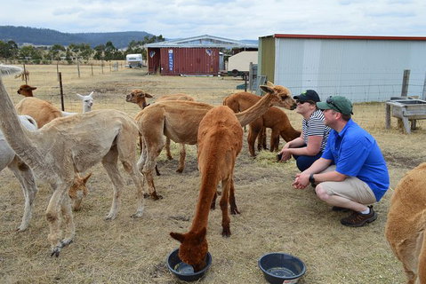 Alpaca Farm Tours With Toffeemont - Australia Accommodation 3