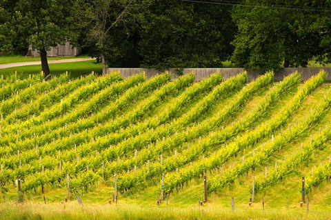 All Inclusive Wine Tour Up The Derwent Valley Hobart: Local Wines & Cheeses - Australia Accommodation 3