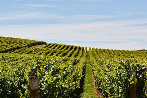 Launceston Wine & Sightseeing Tours - Australia Accommodation 3