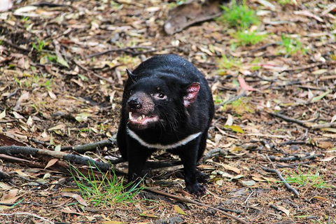 4-Day Fabulous Tasmania Tour: Wineglass Bay, Port Arthur, Devils & Bruny Island - Australia Accommodation 4