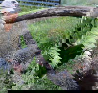 1-Hour Tasmanian Devil Feeding Day Tour at Cradle Mountain - Australia Accommodation