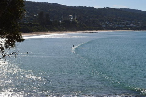 PRIVATE Great Ocean Road Tour And 12 Apostles With Wildlife Spotting - Australia Accommodation 6