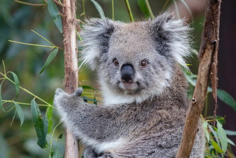 PRIVATE Great Ocean Road Tour And 12 Apostles With Wildlife Spotting - Australia Accommodation 7
