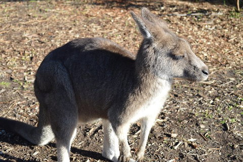 PRIVATE Great Ocean Road Tour And 12 Apostles With Wildlife Spotting - Australia Accommodation 2