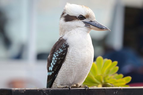 PRIVATE Great Ocean Road Tour And 12 Apostles With Wildlife Spotting - Australia Accommodation 9