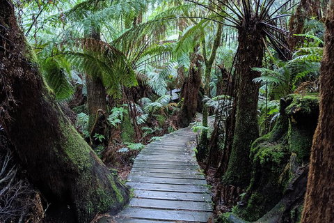 PRIVATE Great Ocean Road Tour And 12 Apostles With Wildlife Spotting - Australia Accommodation 8