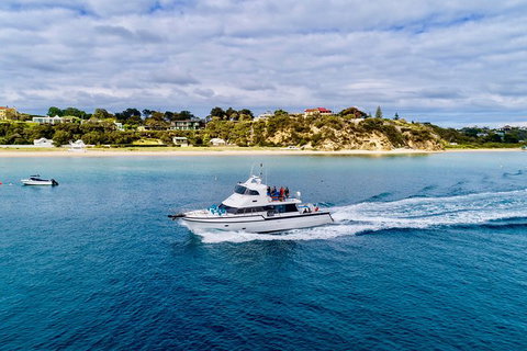 Half-Day Mornington Peninsula Dolphin And Seal Swim From Sorrento - Australia Accommodation 1
