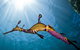Half-Day Mornington Peninsula Dolphin And Seal Swim From Sorrento - thumb 5