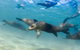 Half-Day Mornington Peninsula Dolphin And Seal Swim From Sorrento - thumb 4