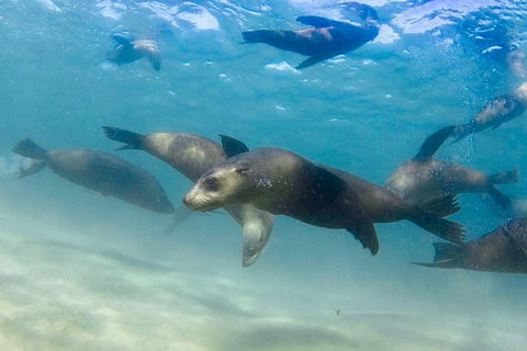 Half-Day Mornington Peninsula Dolphin And Seal Swim From Sorrento - Australia Accommodation 4