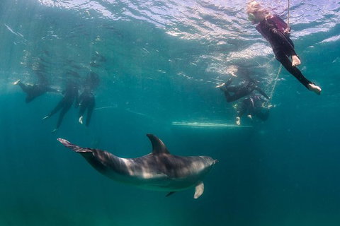 Half-Day Mornington Peninsula Dolphin And Seal Swim From Sorrento - Australia Accommodation 0