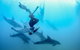 Half-Day Mornington Peninsula Dolphin And Seal Swim From Sorrento - thumb 3