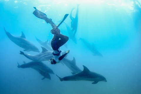 Half-Day Mornington Peninsula Dolphin And Seal Swim From Sorrento - Australia Accommodation 3