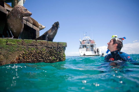 Half-Day Mornington Peninsula Dolphin And Seal Swim From Sorrento - Australia Accommodation 2