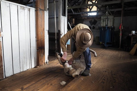Sovereign Hill Heritage Sheep Farm Experience And Ballarat Gold Rush Day Tour From Melbourne - Australia Accommodation 0