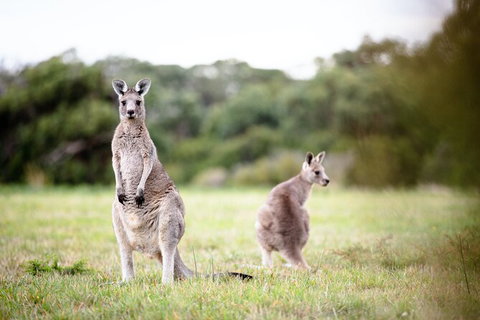 LGBT+ Friendly 3 Day Tour The Grampians, Daylesford & Ballarat - Australia Accommodation 2