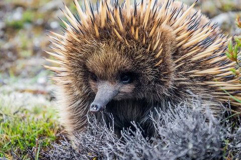 LGBT+ Friendly 3 Day Tour The Grampians, Daylesford & Ballarat - Australia Accommodation 3