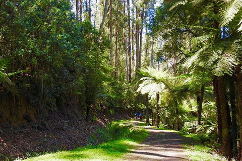 Half-Day Biking Activity From Aqueduct To California Redwoods - Australia Accommodation 2