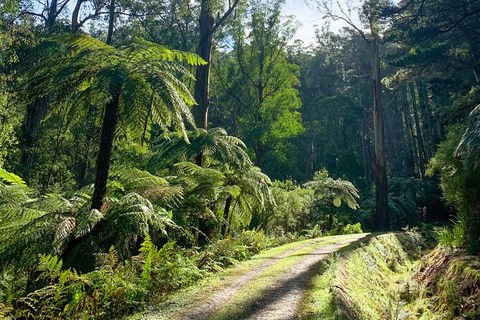 Half-Day Biking Activity From Aqueduct To California Redwoods - Australia Accommodation 1