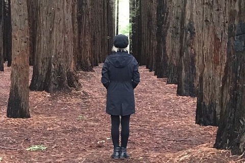 Half-Day Biking Activity From Aqueduct To California Redwoods - Australia Accommodation 0