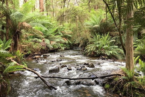 Half-Day Biking Activity From Aqueduct To California Redwoods - Australia Accommodation 3