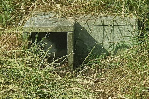 Phillip Island Penguin And Wildlife Tour - Australia Accommodation 11