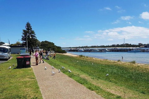 Phillip Island Penguin And Wildlife Tour - Australia Accommodation 25