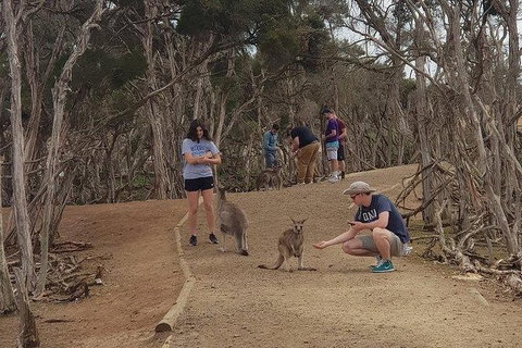 Phillip Island Penguin And Wildlife Tour - Australia Accommodation 34