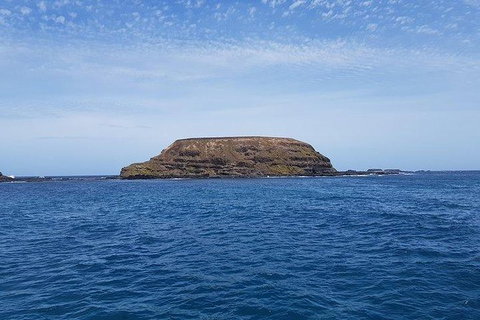 Phillip Island Penguin And Wildlife Tour - Australia Accommodation 17