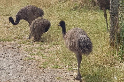 Phillip Island Penguin And Wildlife Tour - Australia Accommodation 32