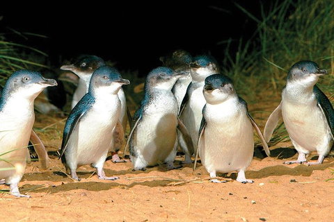 Phillip Island Penguin And Wildlife Tour - Australia Accommodation 0