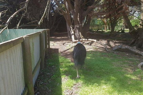 Phillip Island Penguin And Wildlife Tour - Australia Accommodation 5