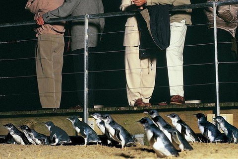 Phillip Island Penguin And Wildlife Tour - Australia Accommodation 20