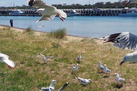 Phillip Island Penguin And Wildlife Tour - Australia Accommodation 1
