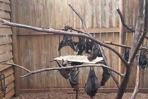 Phillip Island Penguin And Wildlife Tour - Australia Accommodation 31