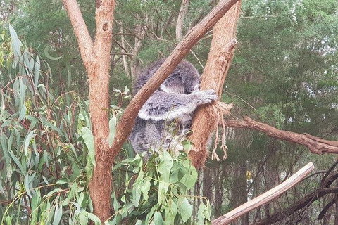 Phillip Island Penguin And Wildlife Tour - Australia Accommodation 16