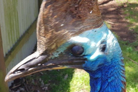 Phillip Island Penguin And Wildlife Tour - Australia Accommodation 19