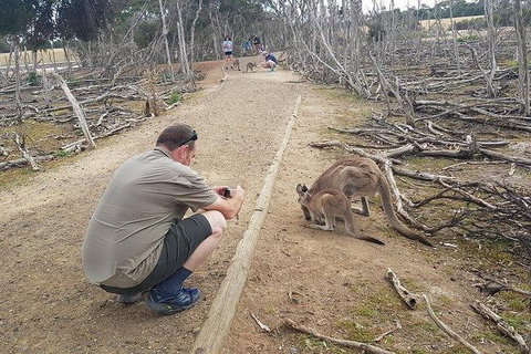 Phillip Island Penguin And Wildlife Tour - Australia Accommodation 30