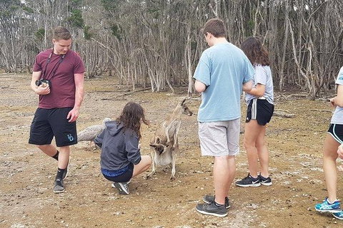 Phillip Island Penguin And Wildlife Tour - Australia Accommodation 3