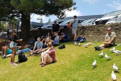 Phillip Island Penguin And Wildlife Tour - Australia Accommodation 22