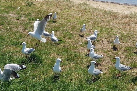 Phillip Island Penguin And Wildlife Tour - Australia Accommodation 9