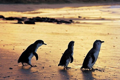 Phillip Island Penguin And Wildlife Tour - Australia Accommodation 13