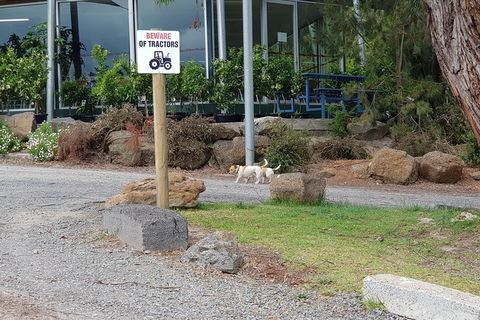 Yarra Valley Wineries And Rayners Orchard Tour From Melbourne - Australia Accommodation 1