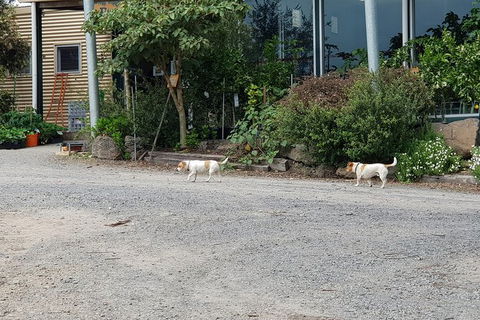 Day Tour Of Yarra Valley Puffing Billy And Rayners Orchard - Australia Accommodation 21