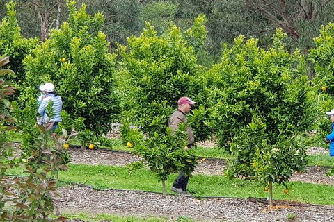 Day Tour Of Yarra Valley Puffing Billy And Rayners Orchard - Australia Accommodation 34