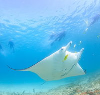Marine Eco Safari - Swim with Manta Rays - Australia Accommodation