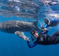 Whale Shark Safari - Australia Accommodation