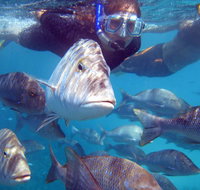 Coral Bay 2-Hour Coral Viewing and Snorkeling - Australia Accommodation